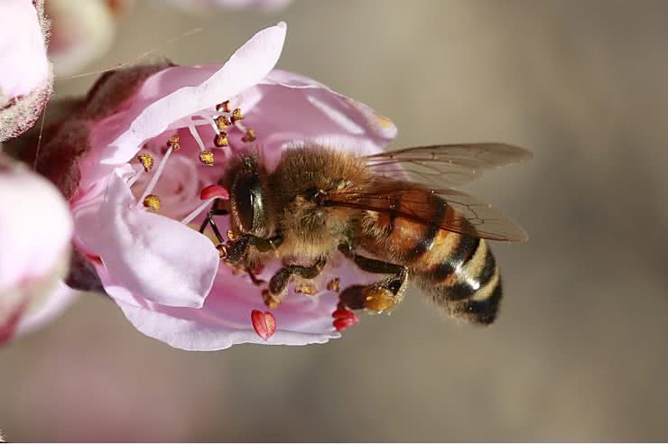 pierzga pszczela